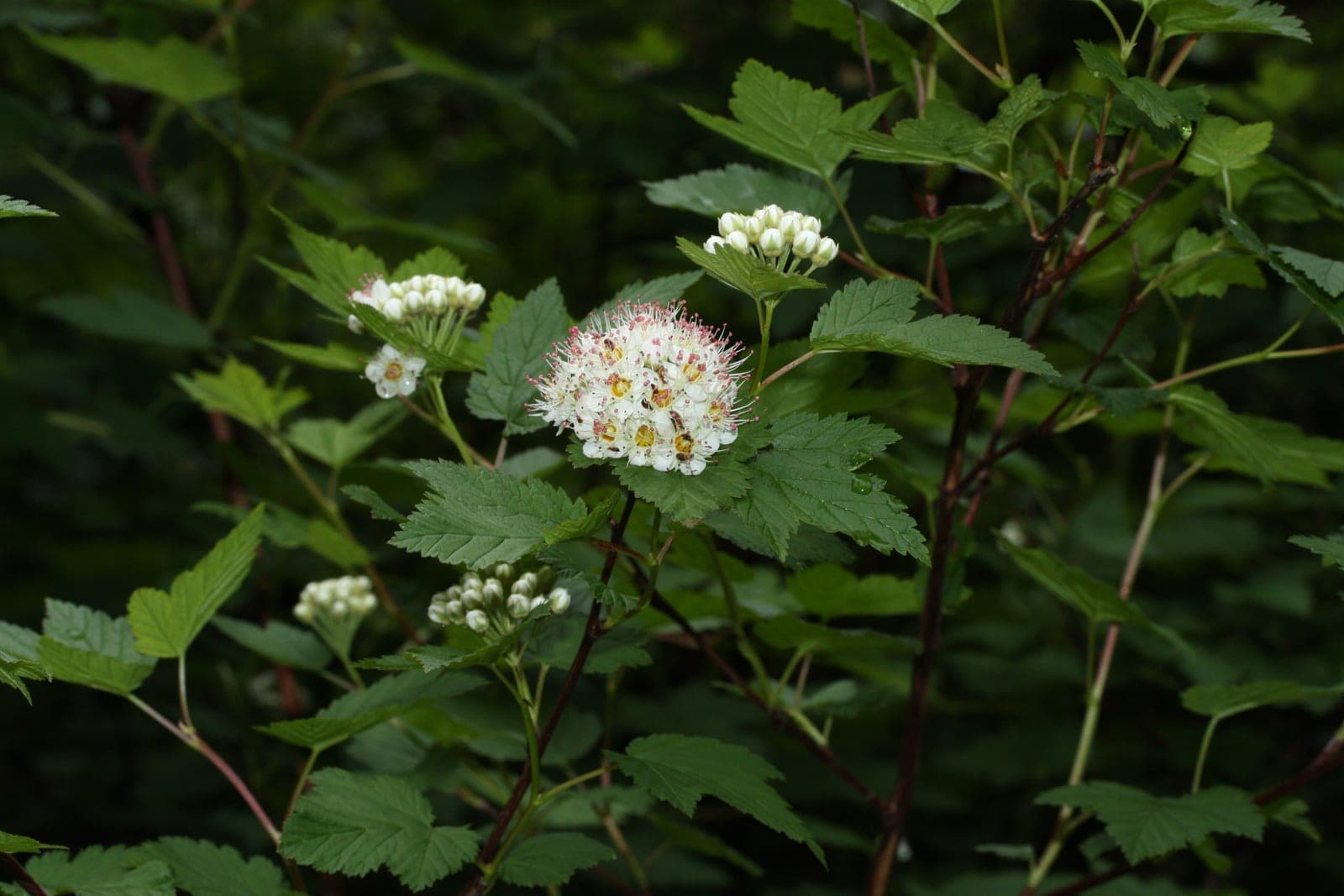 Pacific Ninebark