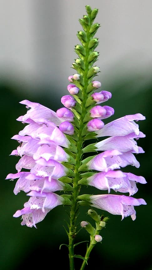 Obedient Plant