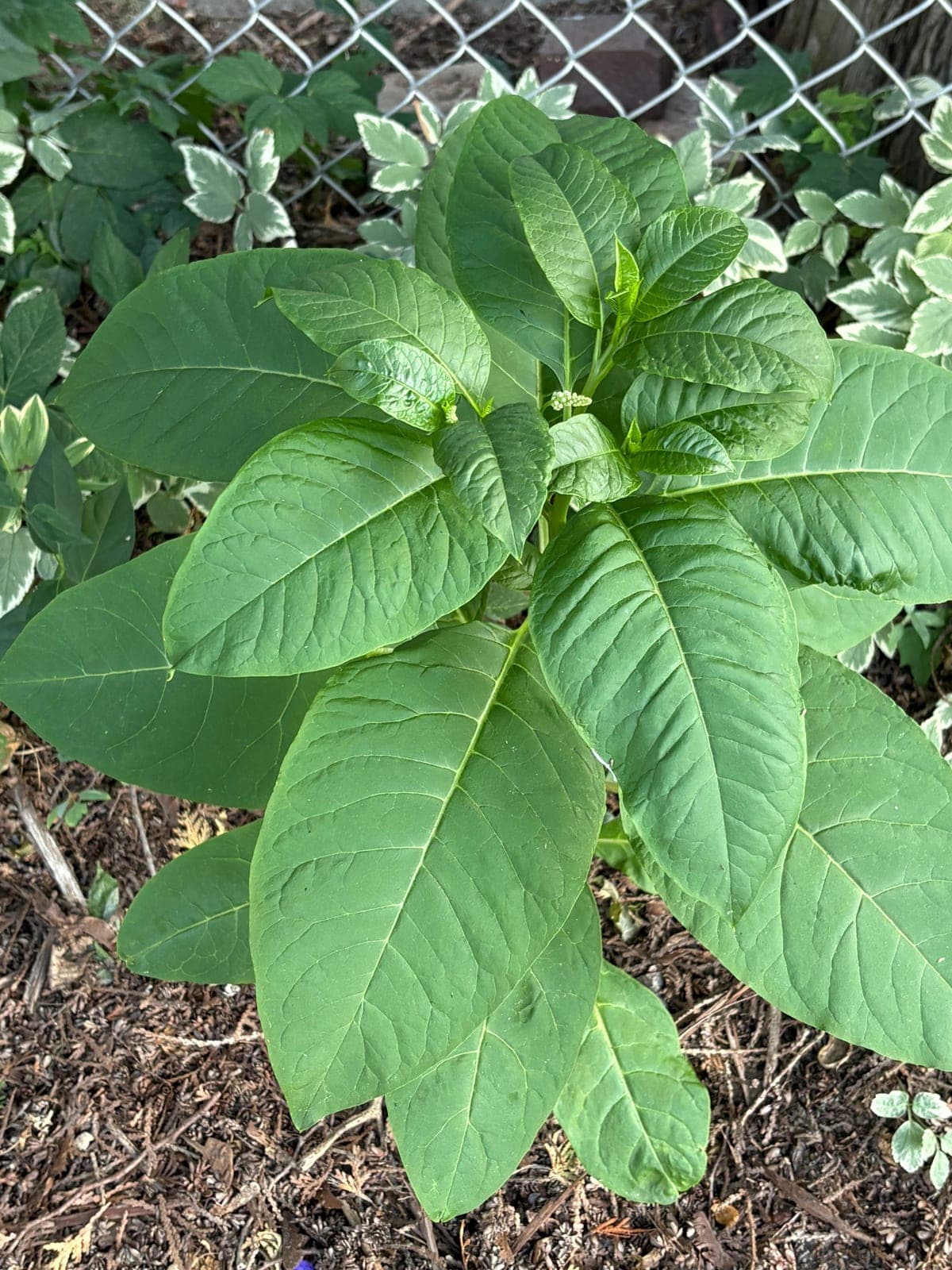 American Pokeweed