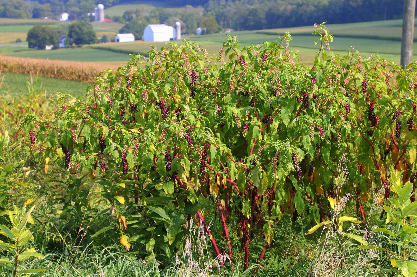 American Pokeweed