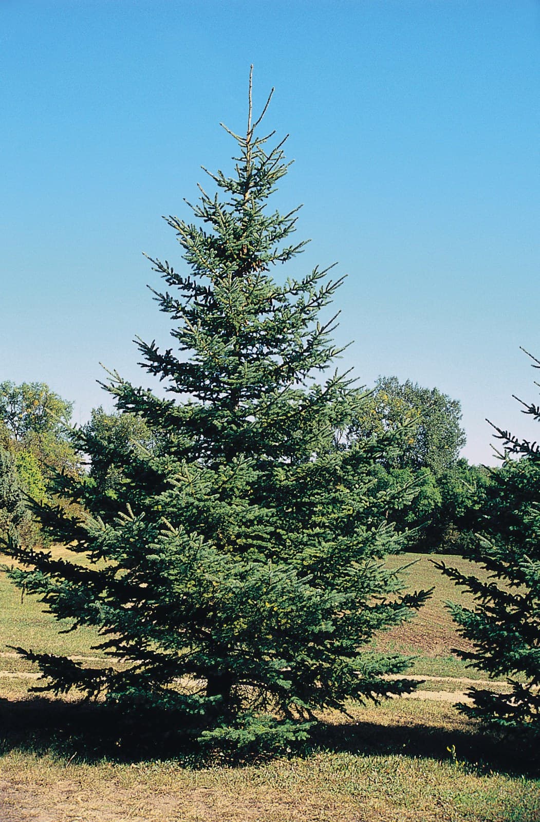 White Spruce
