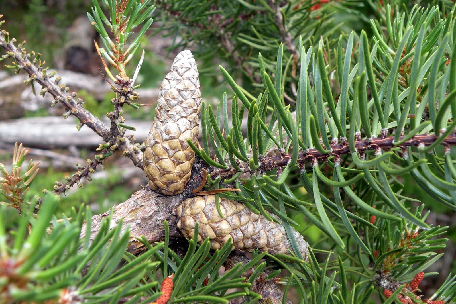 Jack Pine