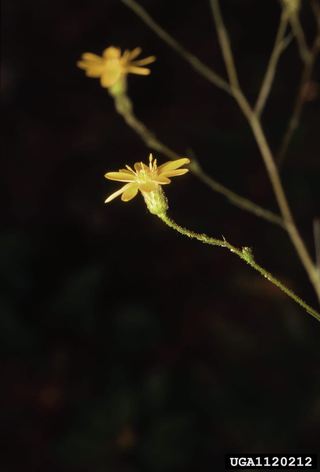 Narrowleaf Silkgrass