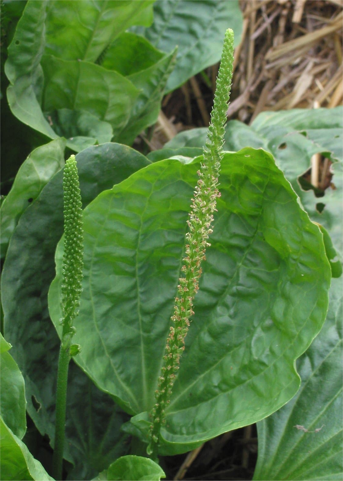 Wild Plantain