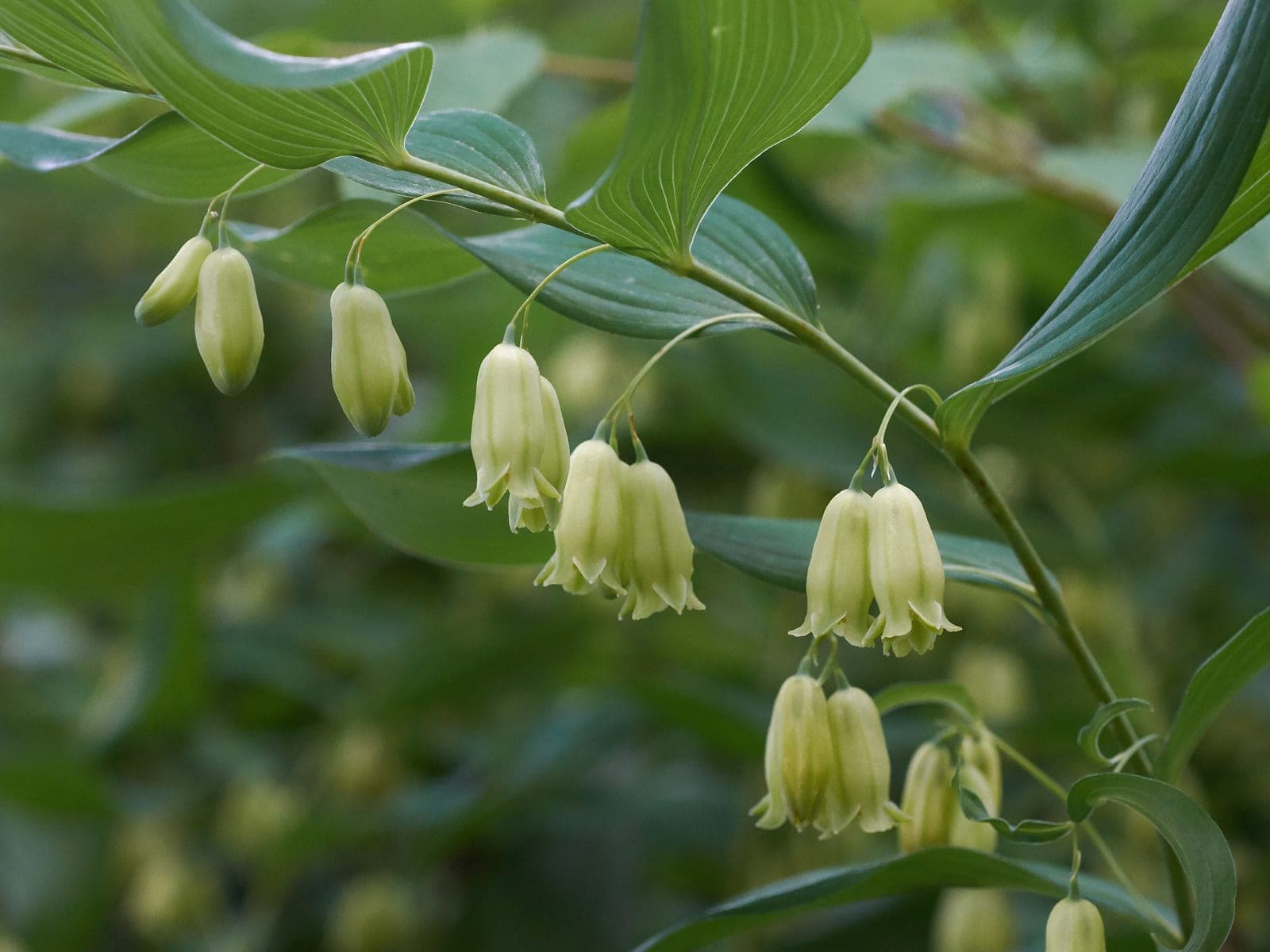 Solomon's Seal (Native)