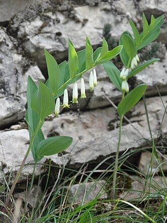 Solomon's Seal 'Flore Pleno'
