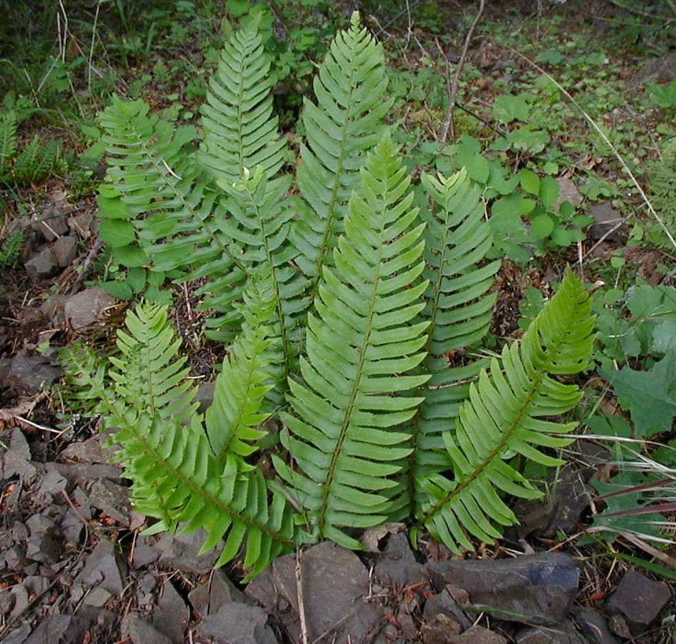 Western Sword Fern (Polystichum munitum)