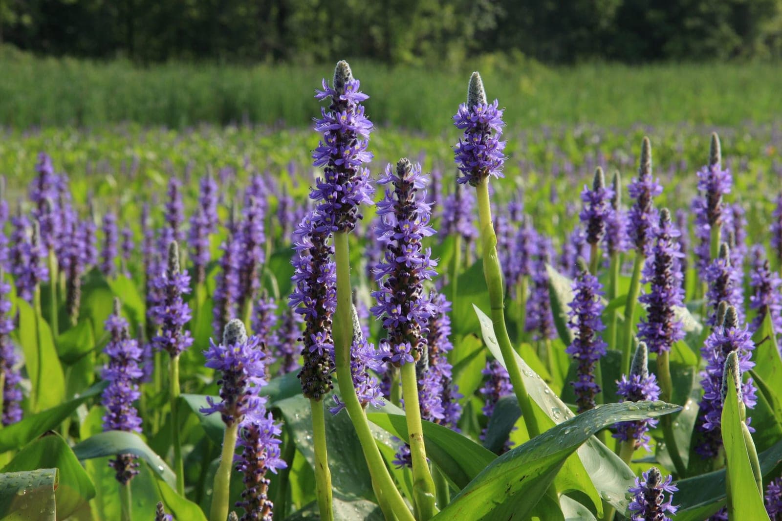 Pickerelweed (Pontederia cordata)