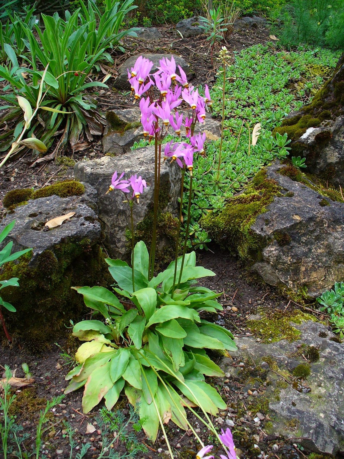 Shooting Star (Primula meadia)