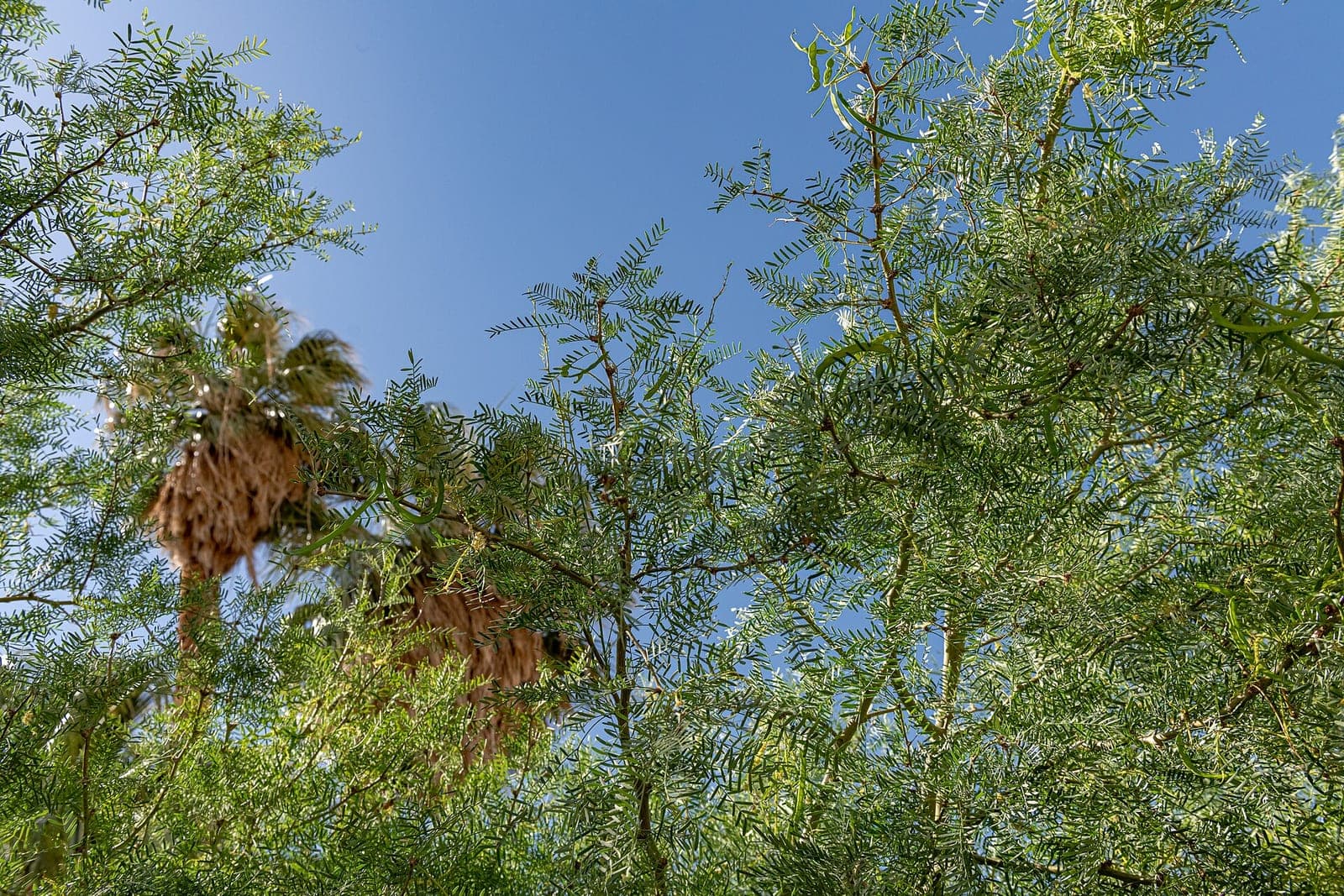 Honey Mesquite