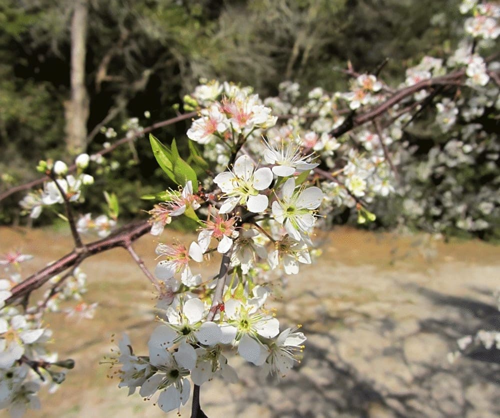 American Plum