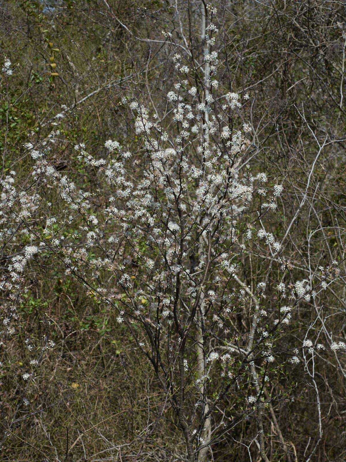Chickasaw Plum