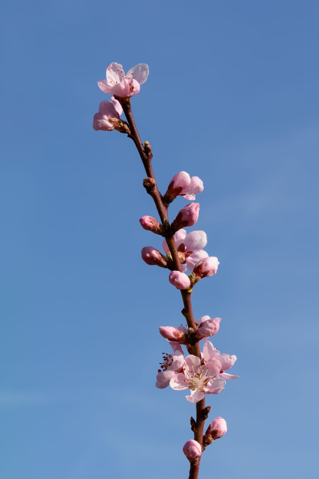 Peach 'Elberta'