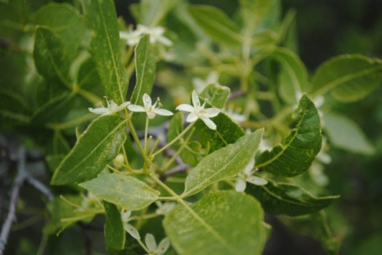California Hoptree (Ptelea crenulata)