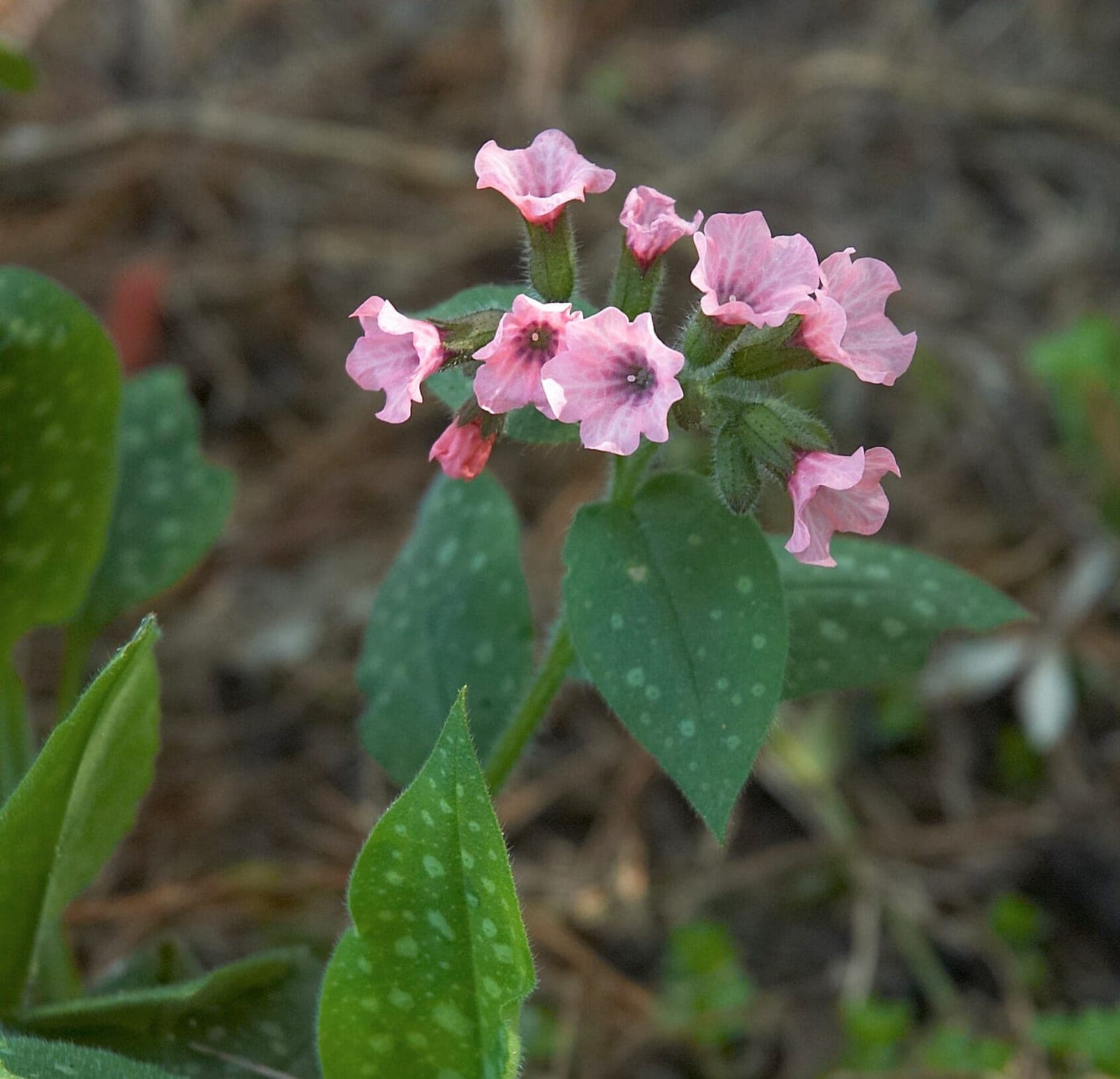 Lungwort