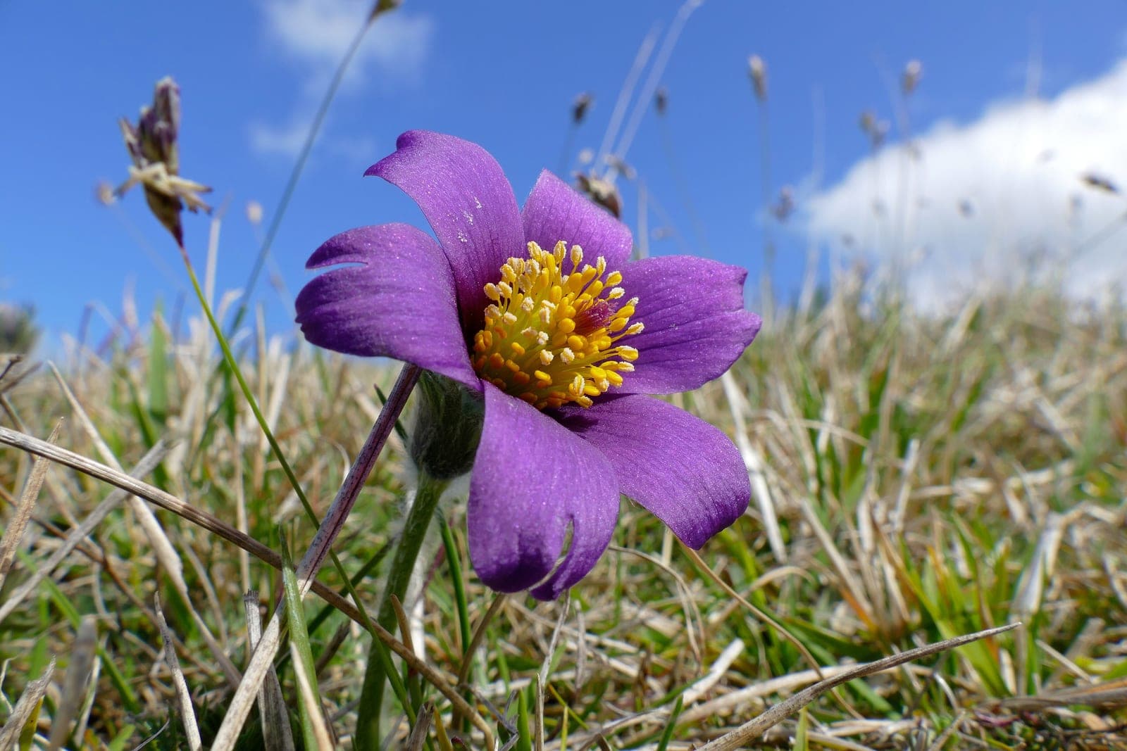 Pasqueflower