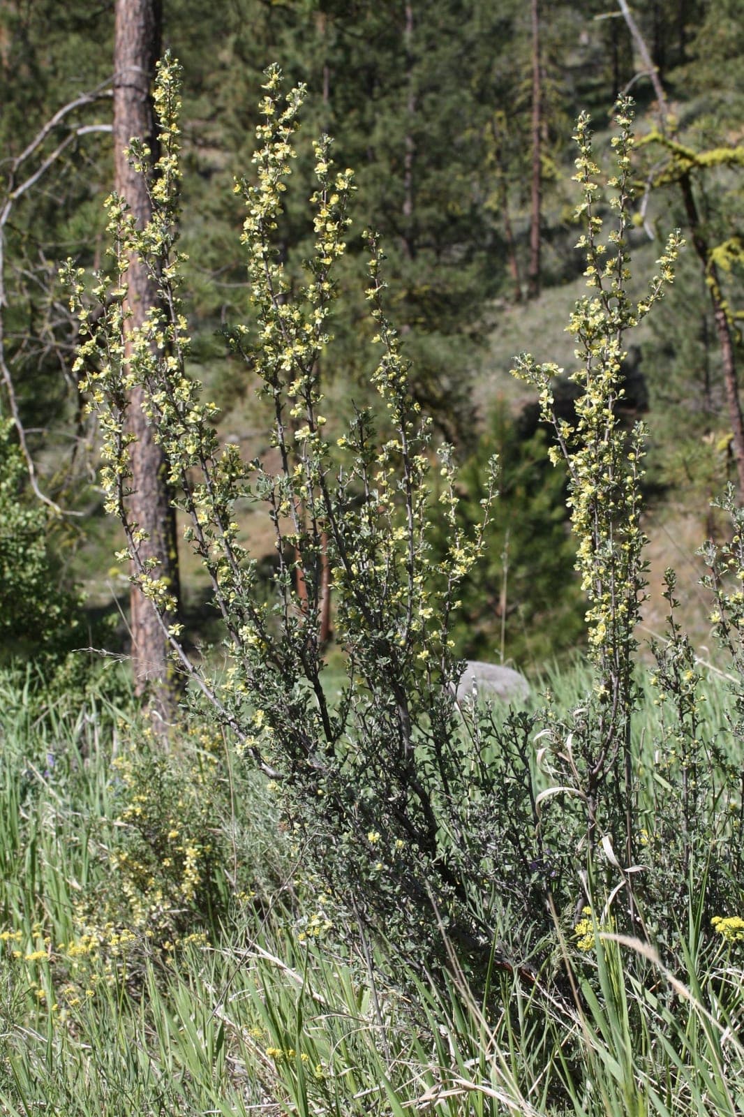 Antelope Bitterbrush (Purshia tridentata)