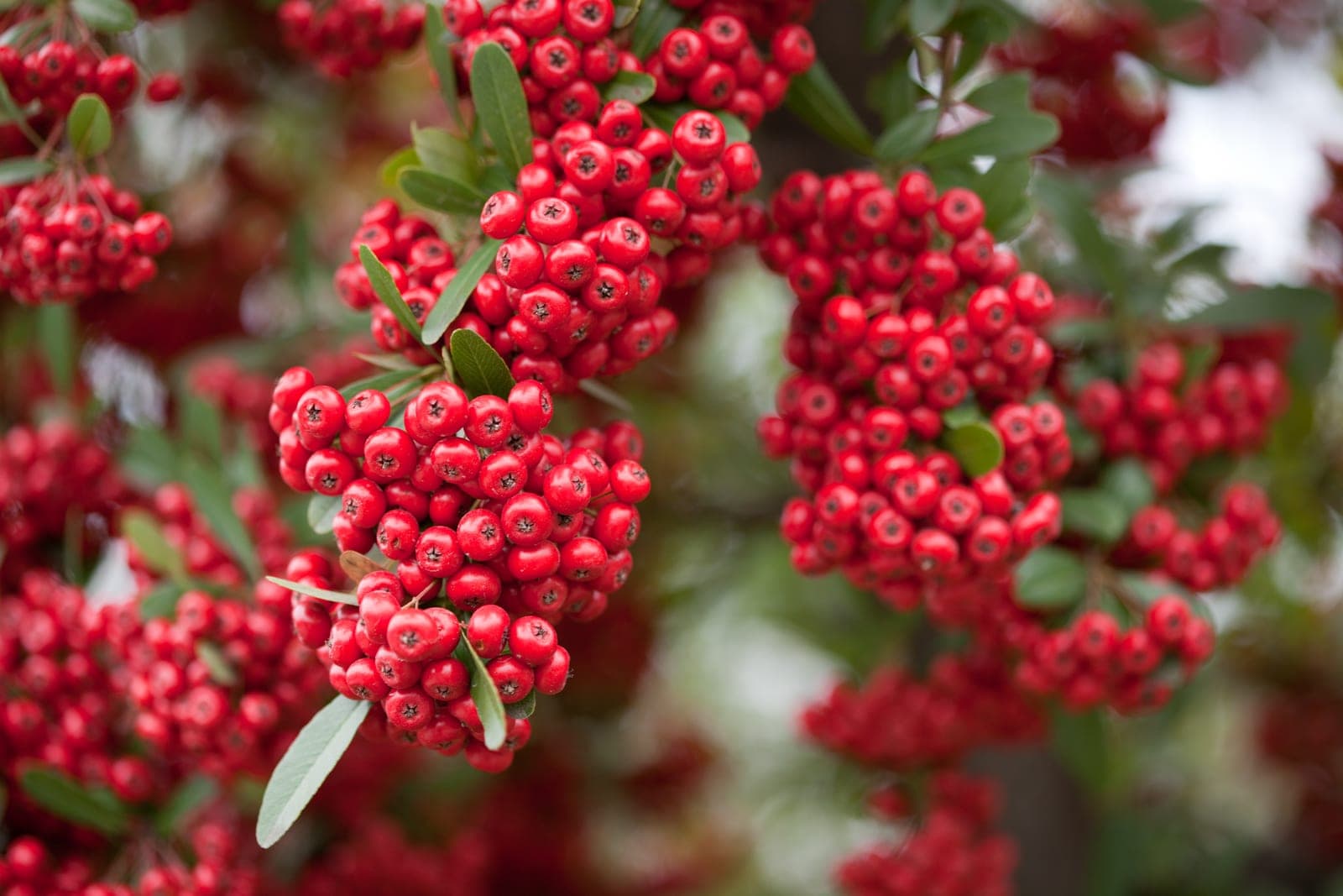 Firethorn 'Soleil d'Or'