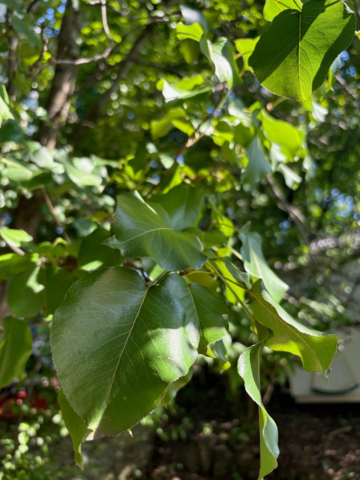 Bradford Pear
