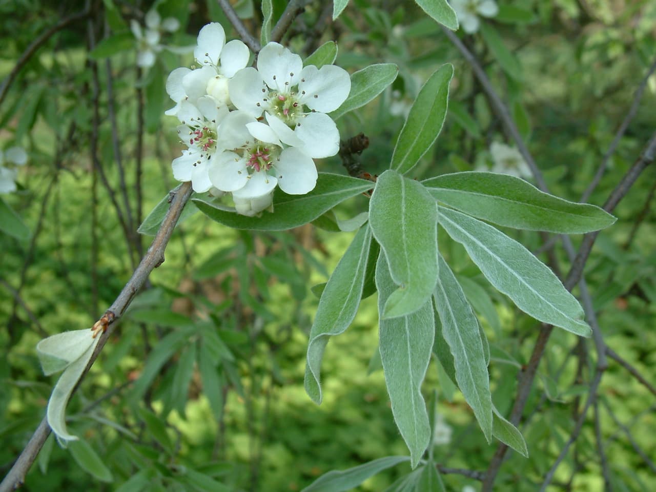Weeping Silver Pear