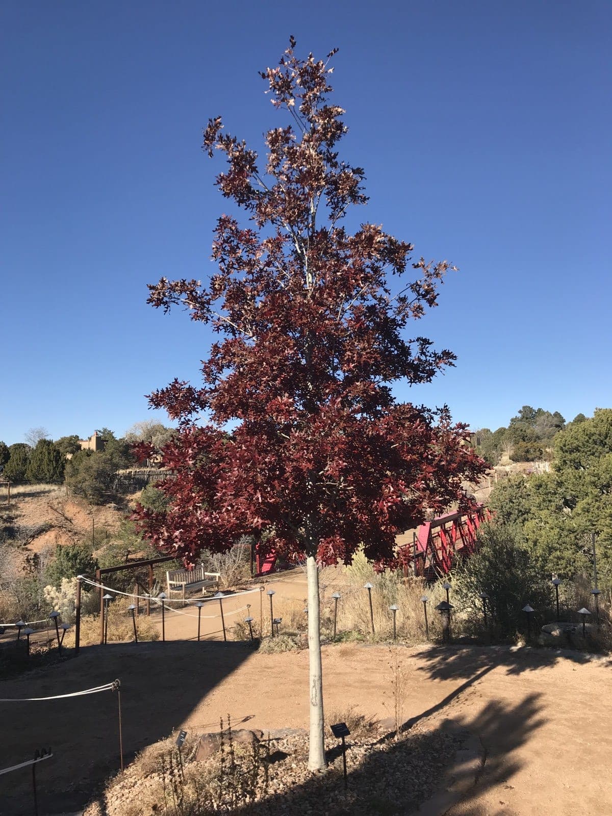 Texas Red Oak