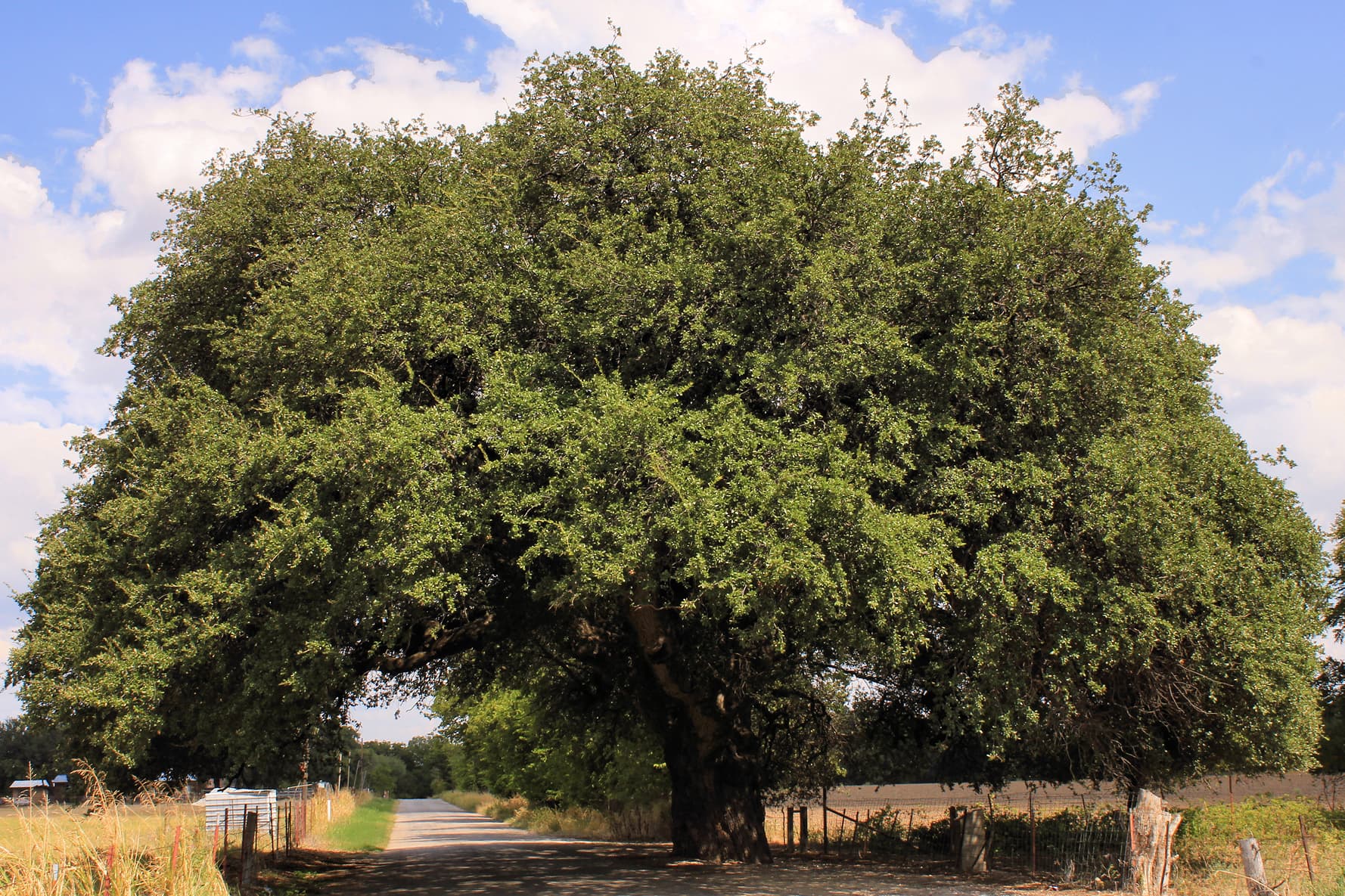 Escarpment Live Oak
