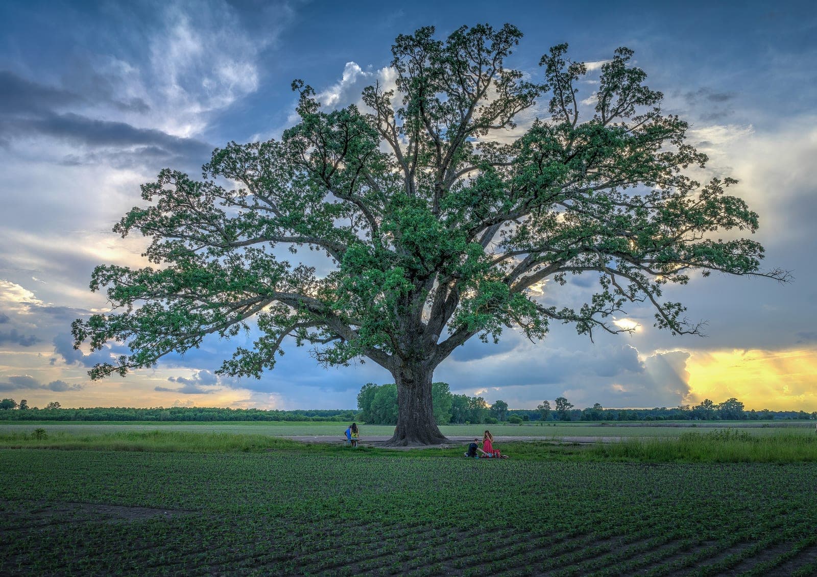 Bur Oak