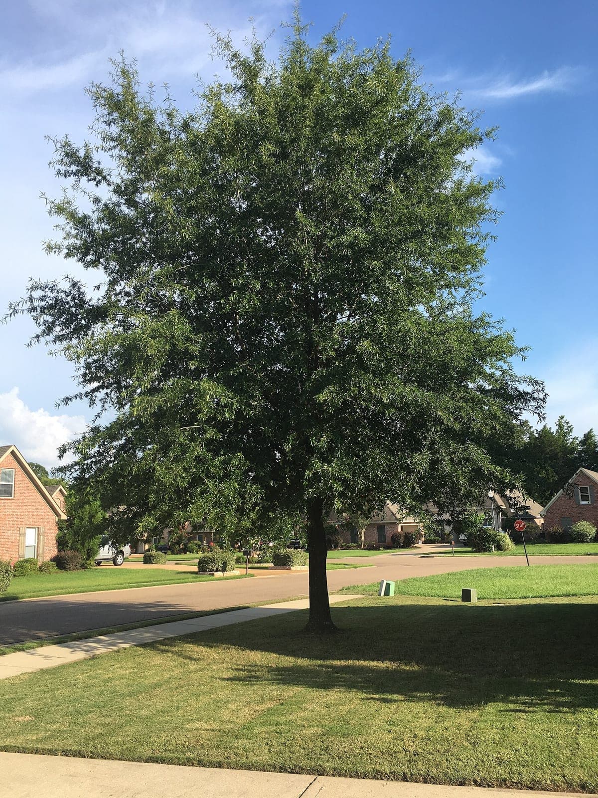Willow Oak