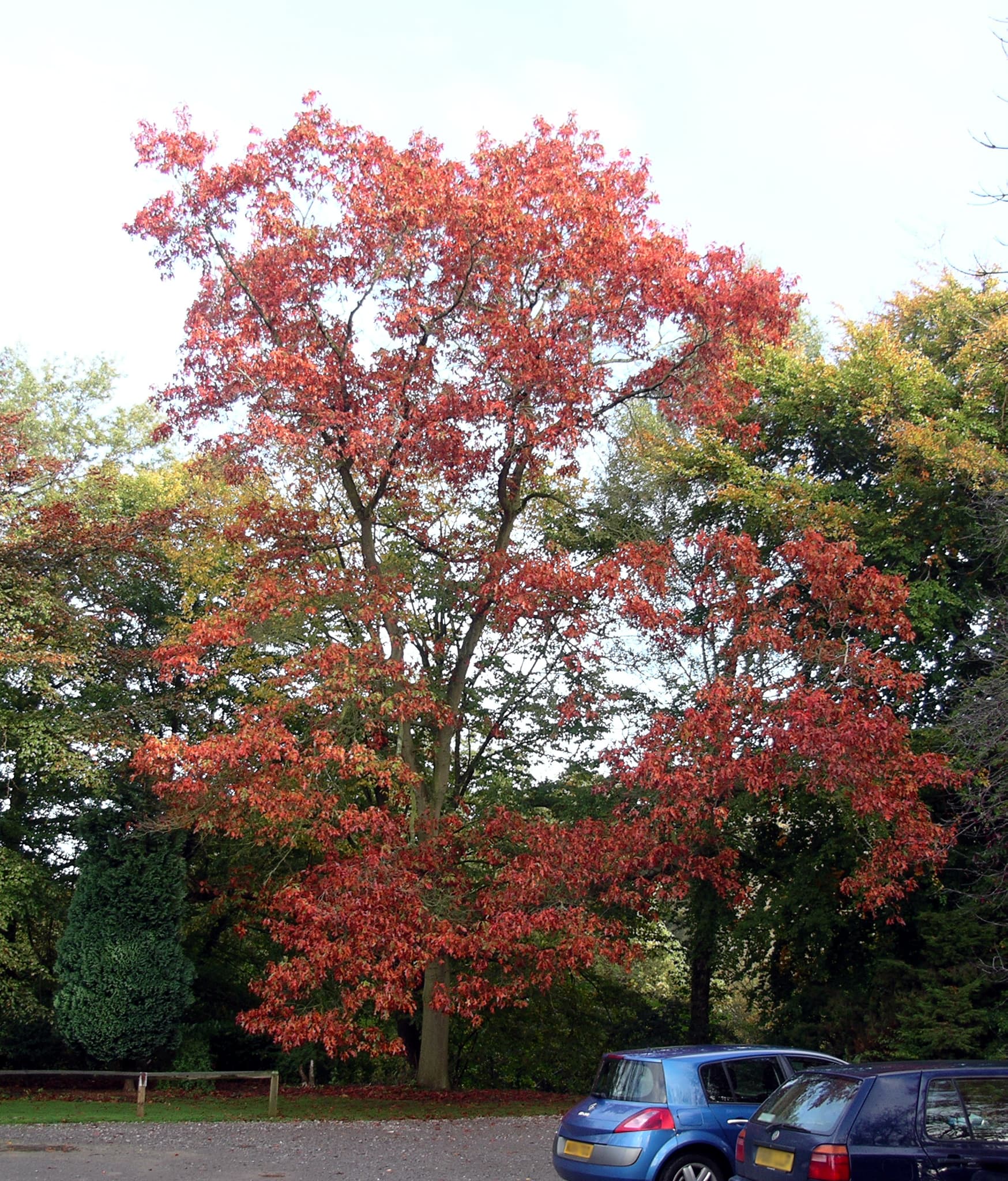 Northern Red Oak