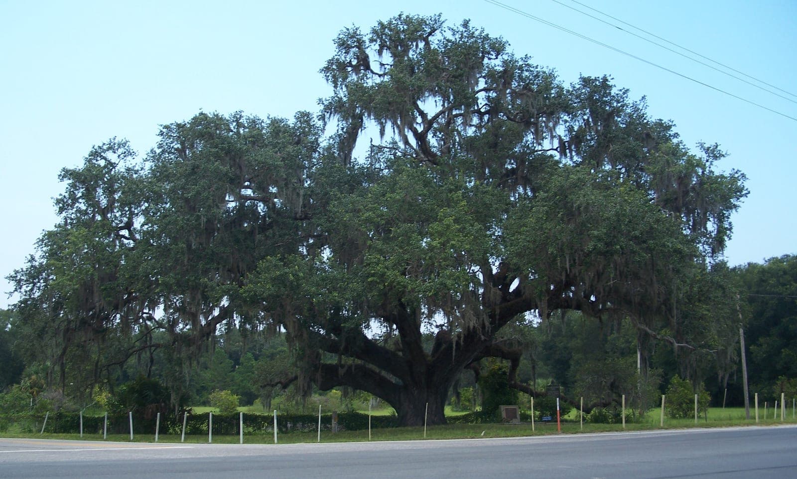 Southern Live Oak