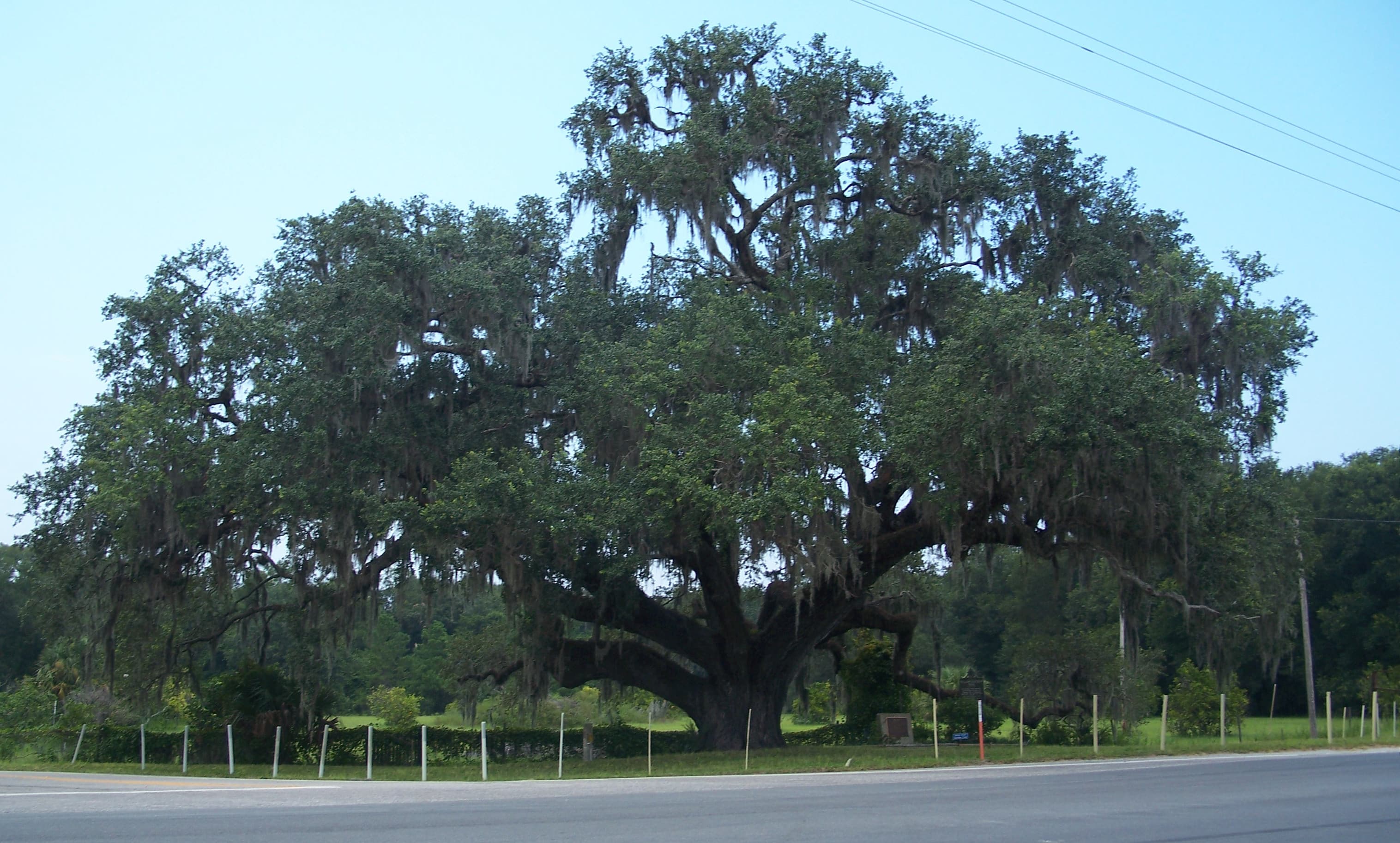 Southern Live Oak