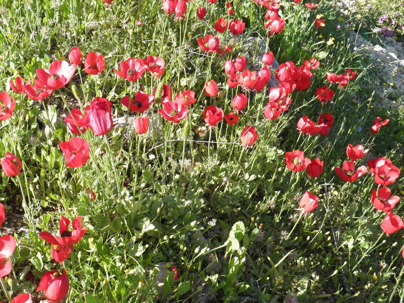 Ranunculus