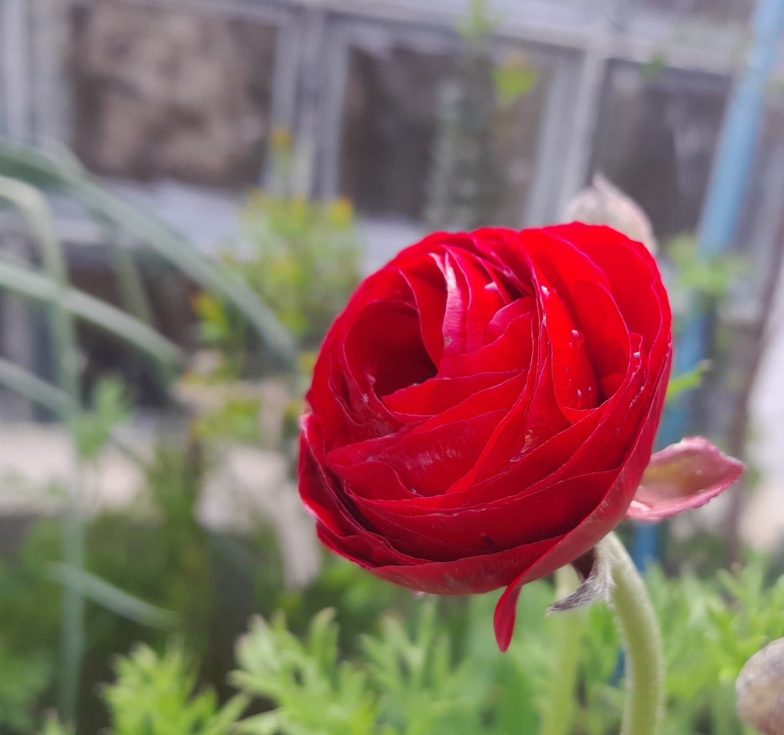 Ranunculus
