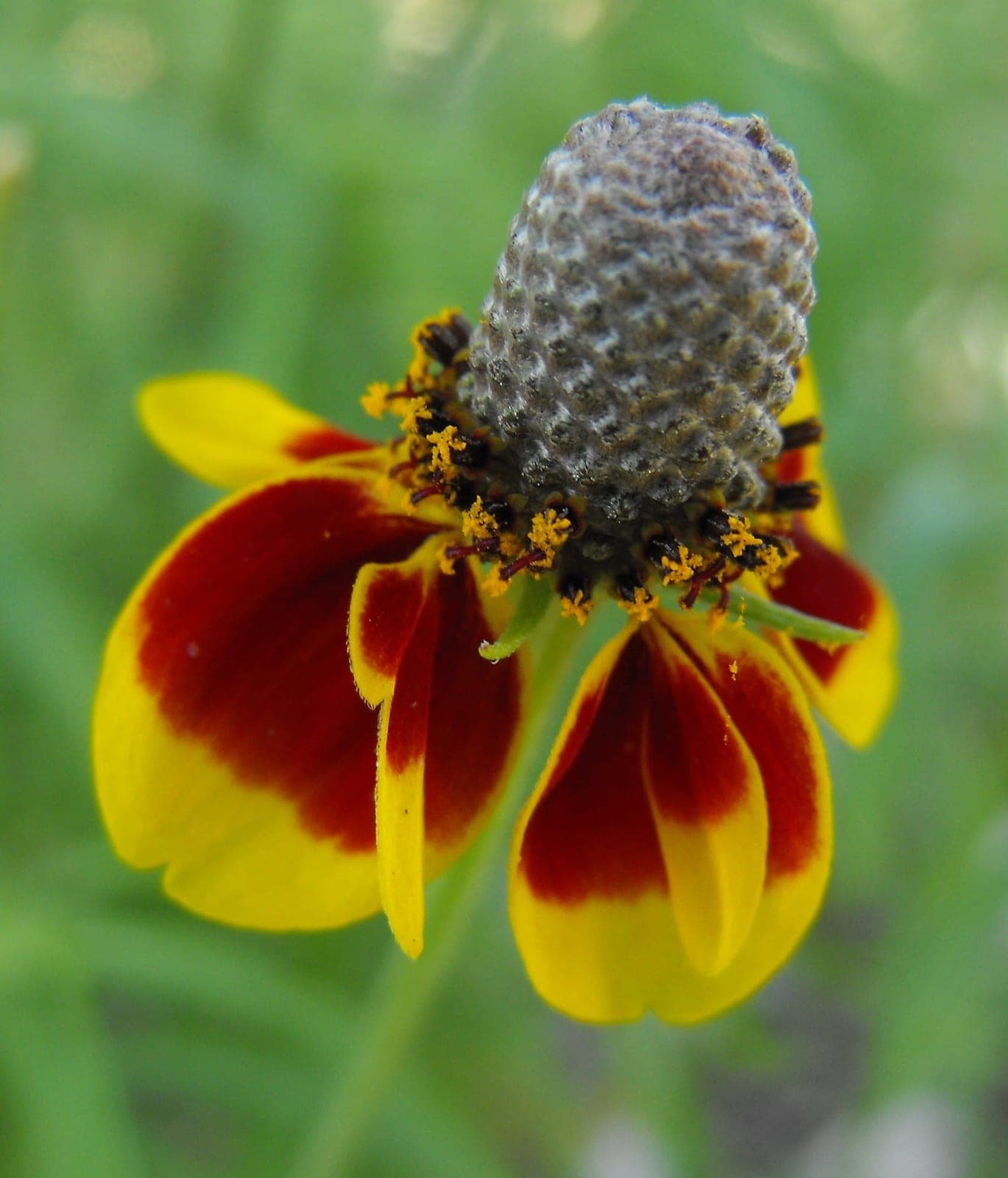 Prairie Coneflower (Ratibida columnifera)