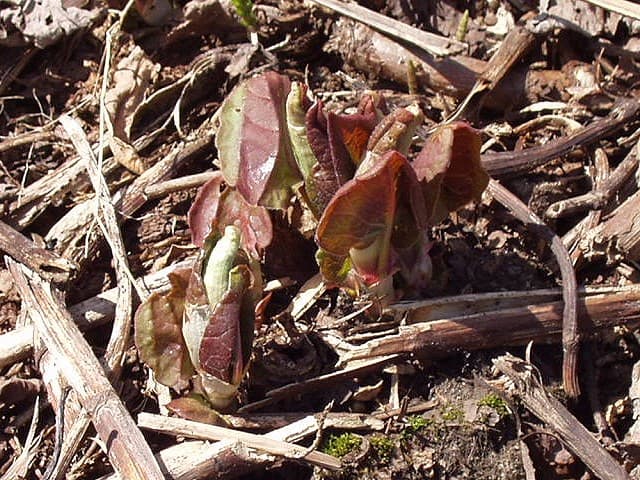 Japanese Knotweed