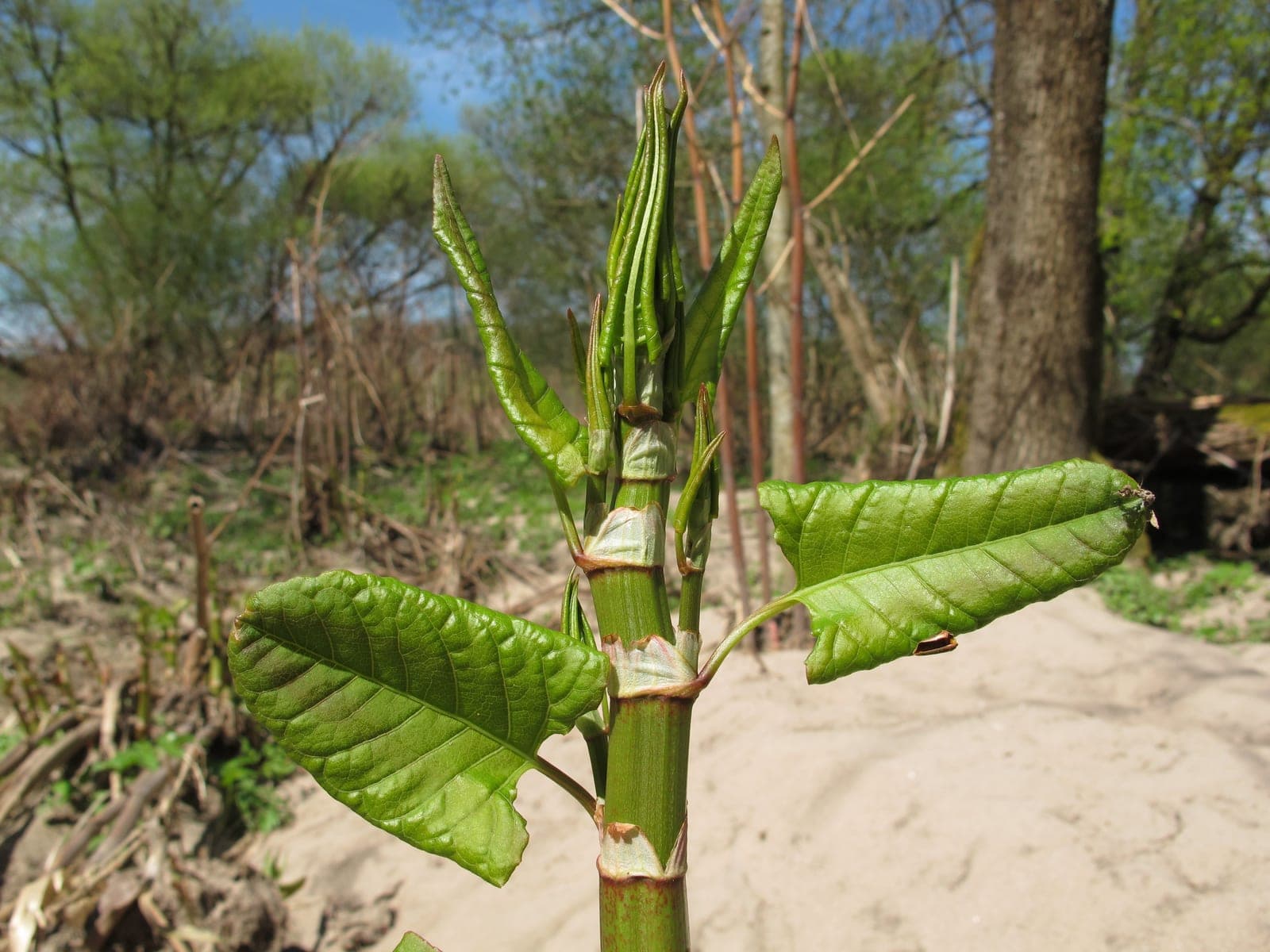Japanese Knotweed