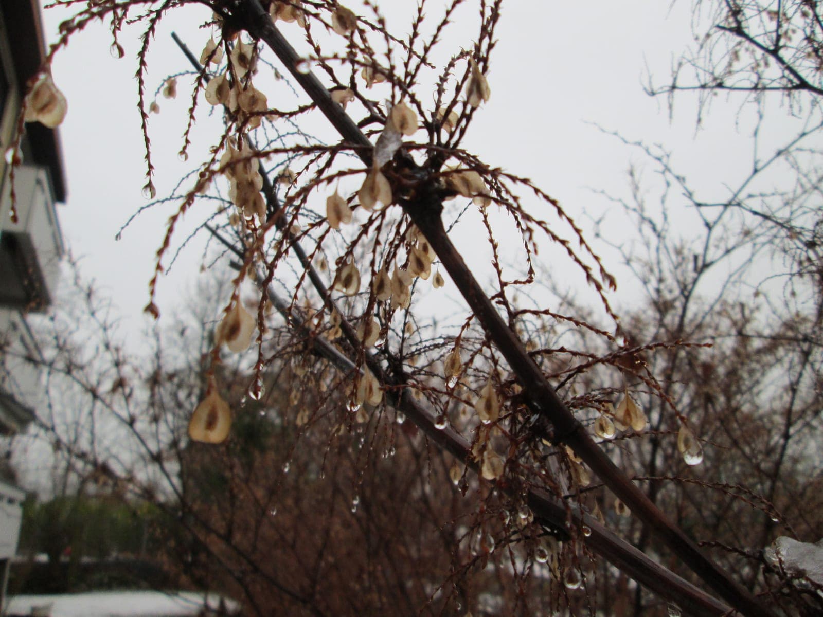 Japanese Knotweed