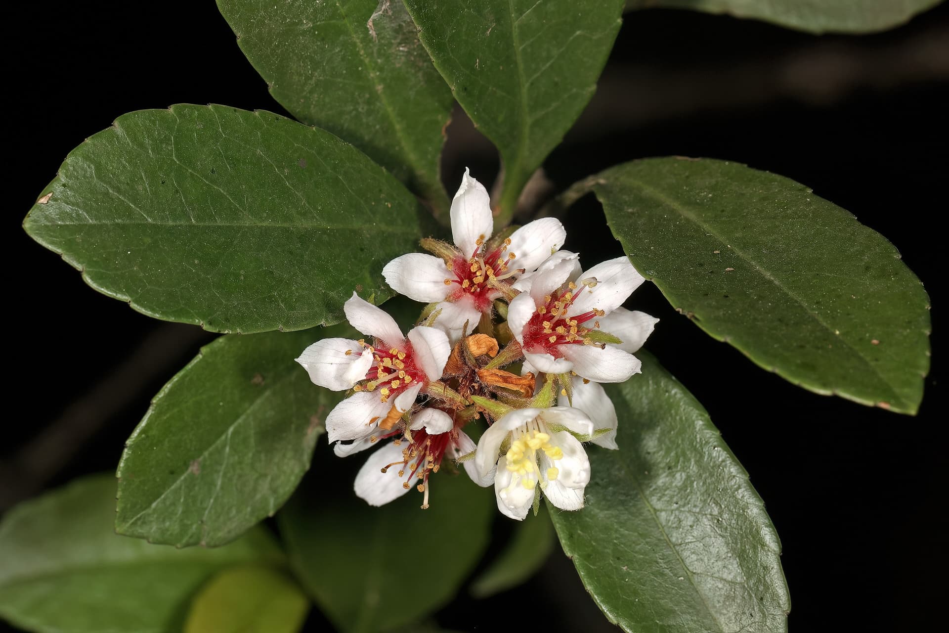 Indian Hawthorn