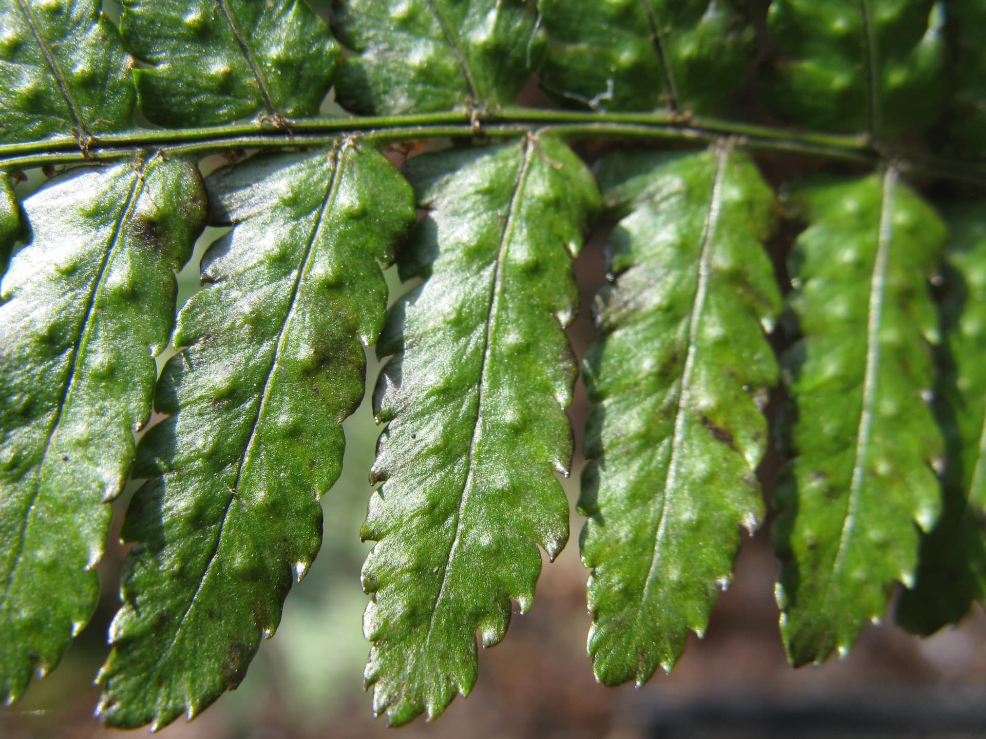Gro-low Fragrant Sumac