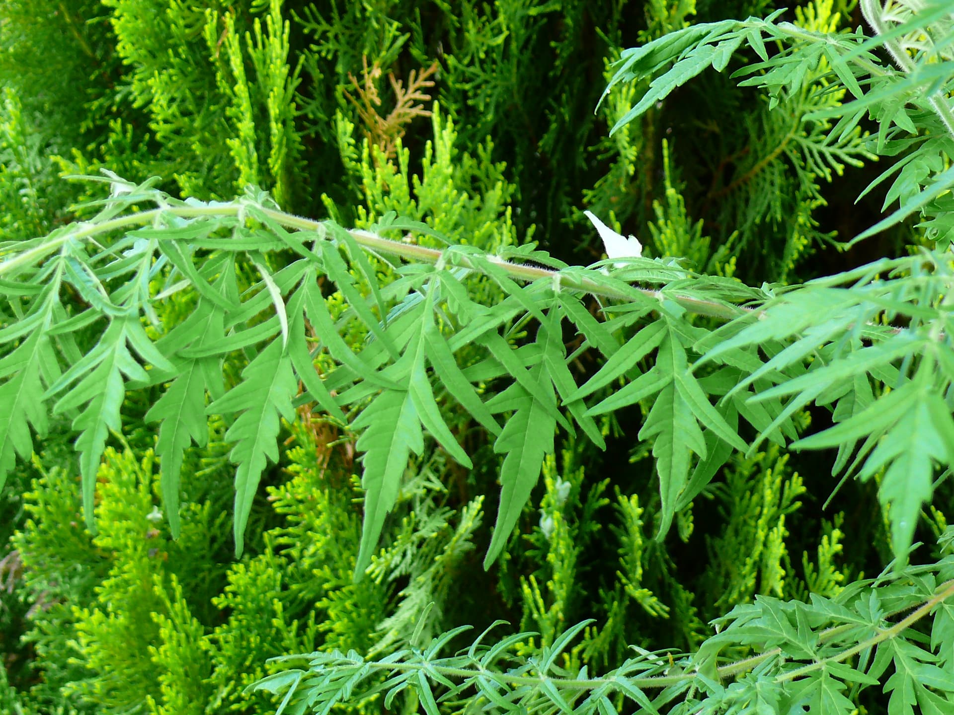 Rhus typhina 'Dissecta'