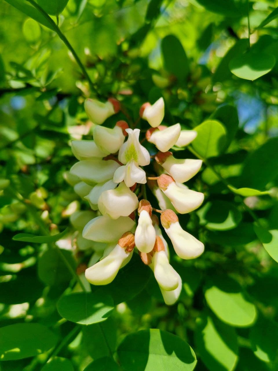 Black Locust