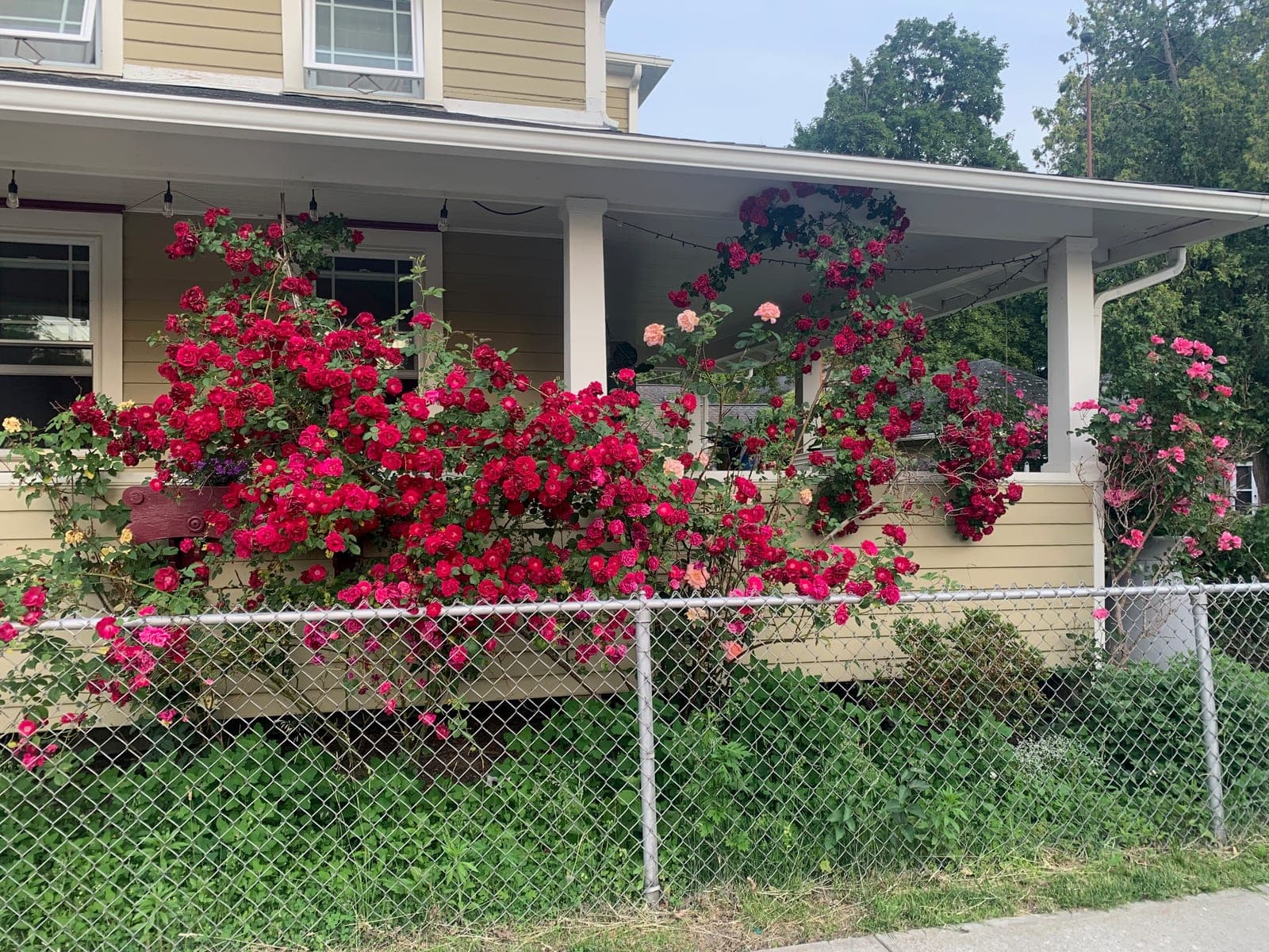 A rose in the garden