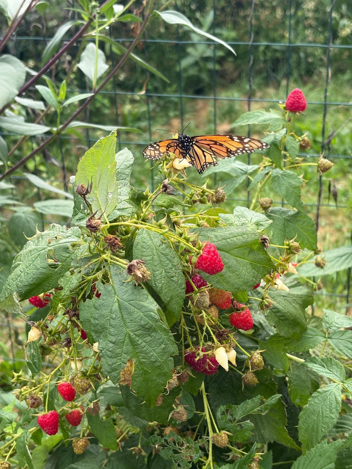Raspberry