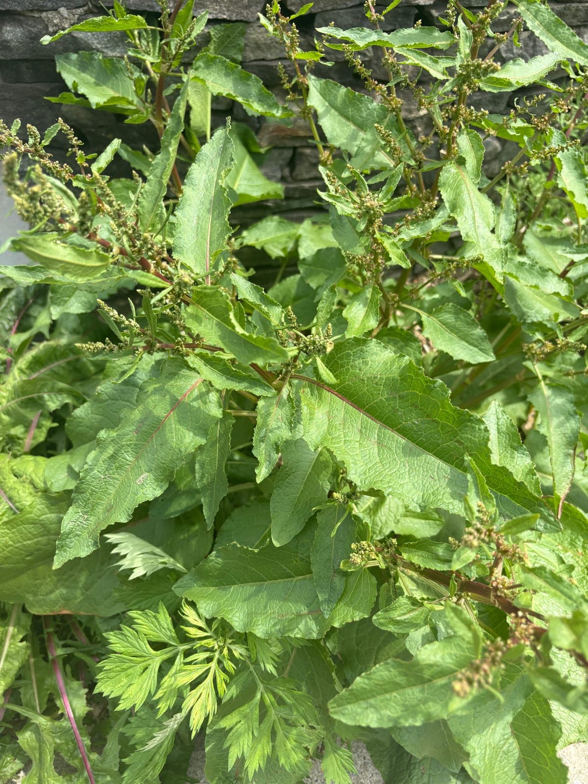 Broad-leaved Dock