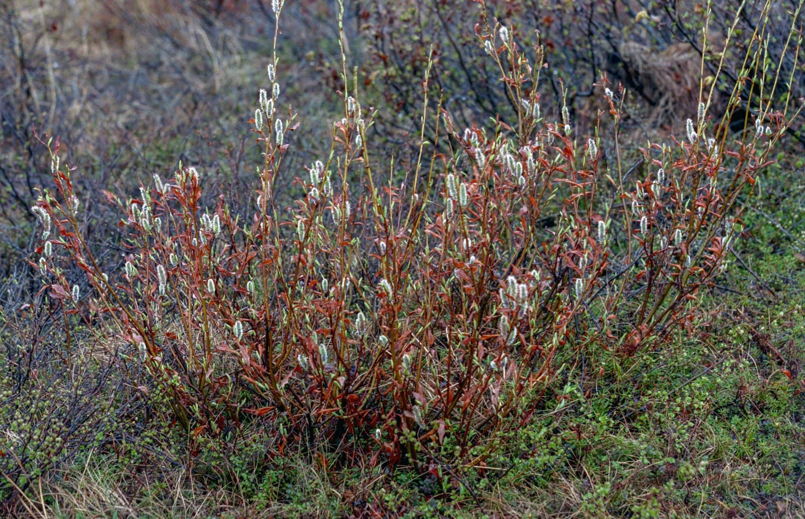 Feltleaf Willow