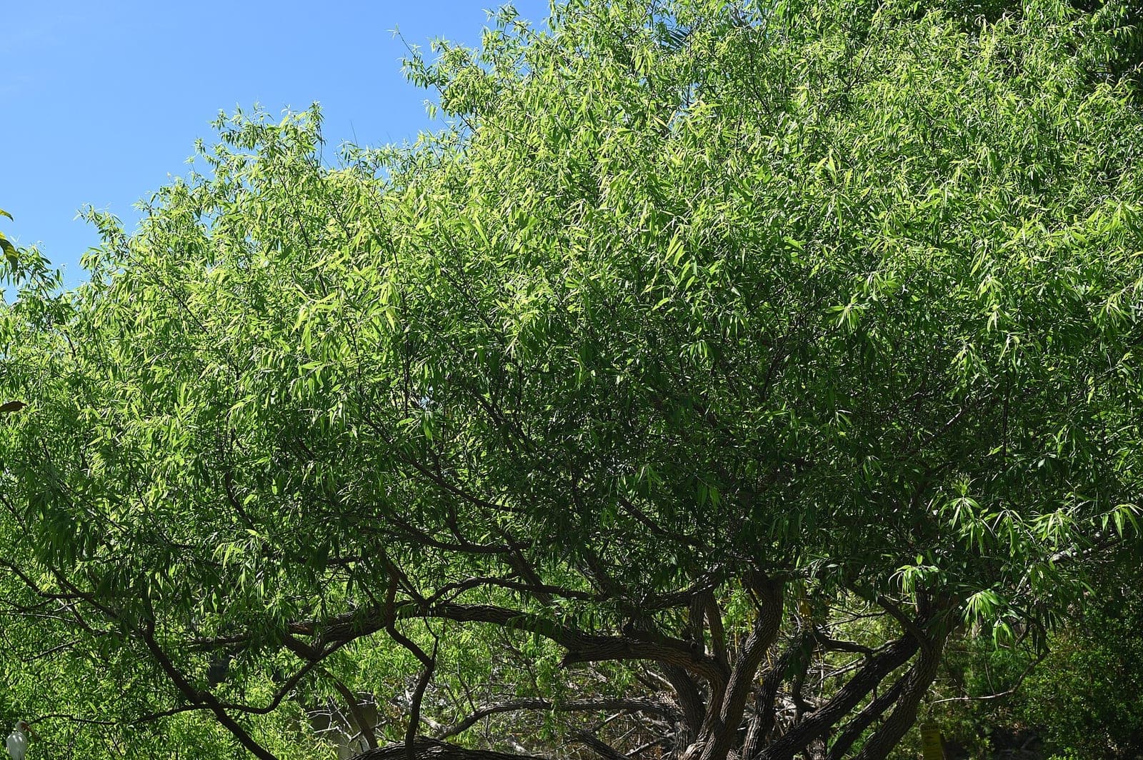 Coastal Plain Willow