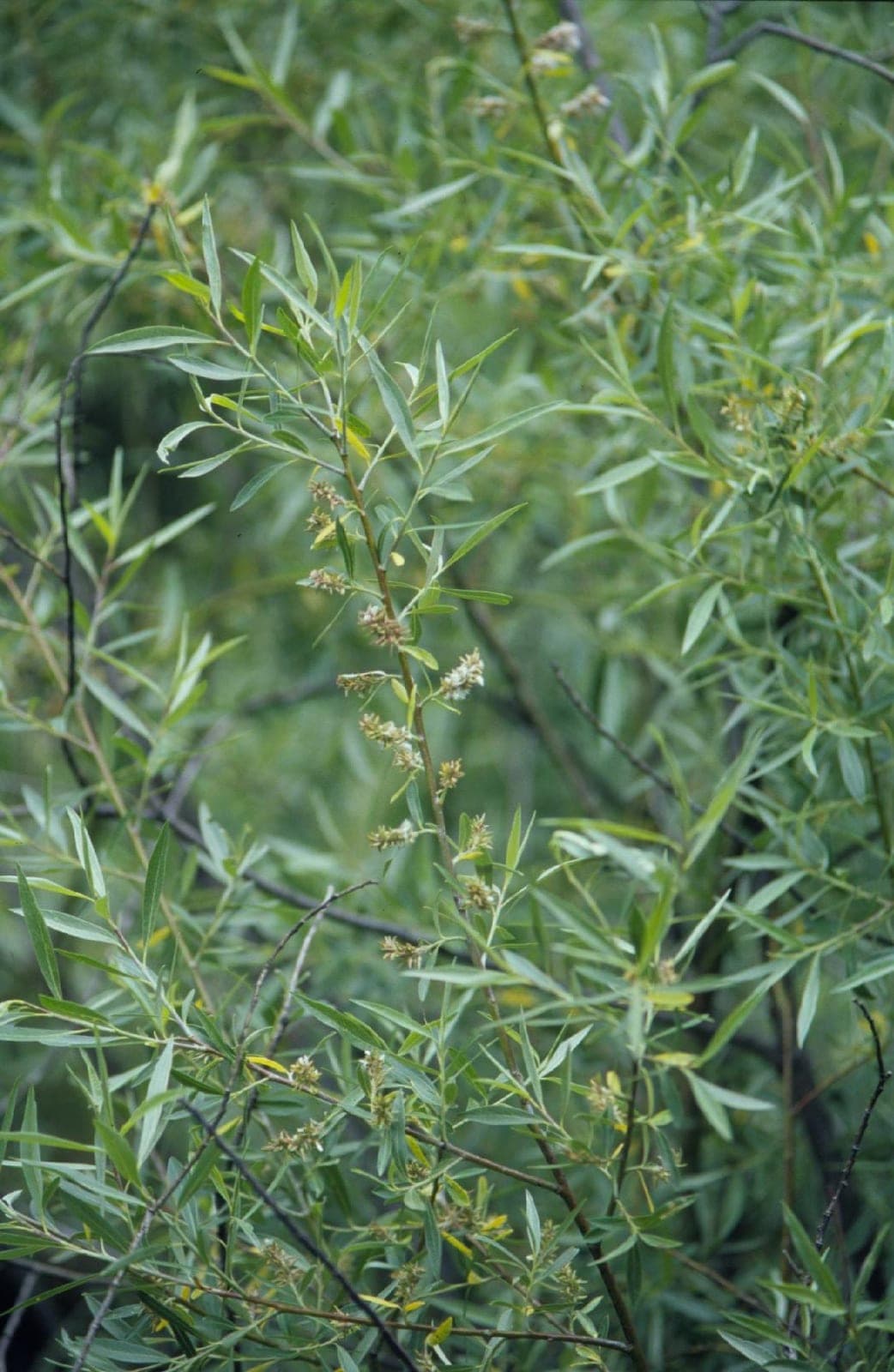 Geyer Willow (Salix geyeriana)