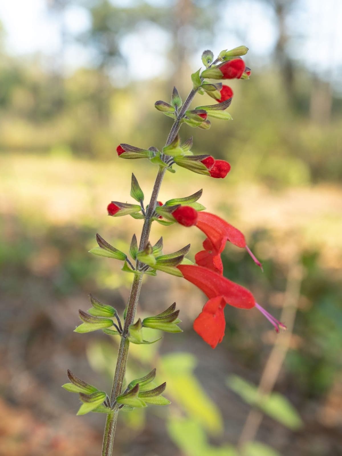 Scarlet Sage