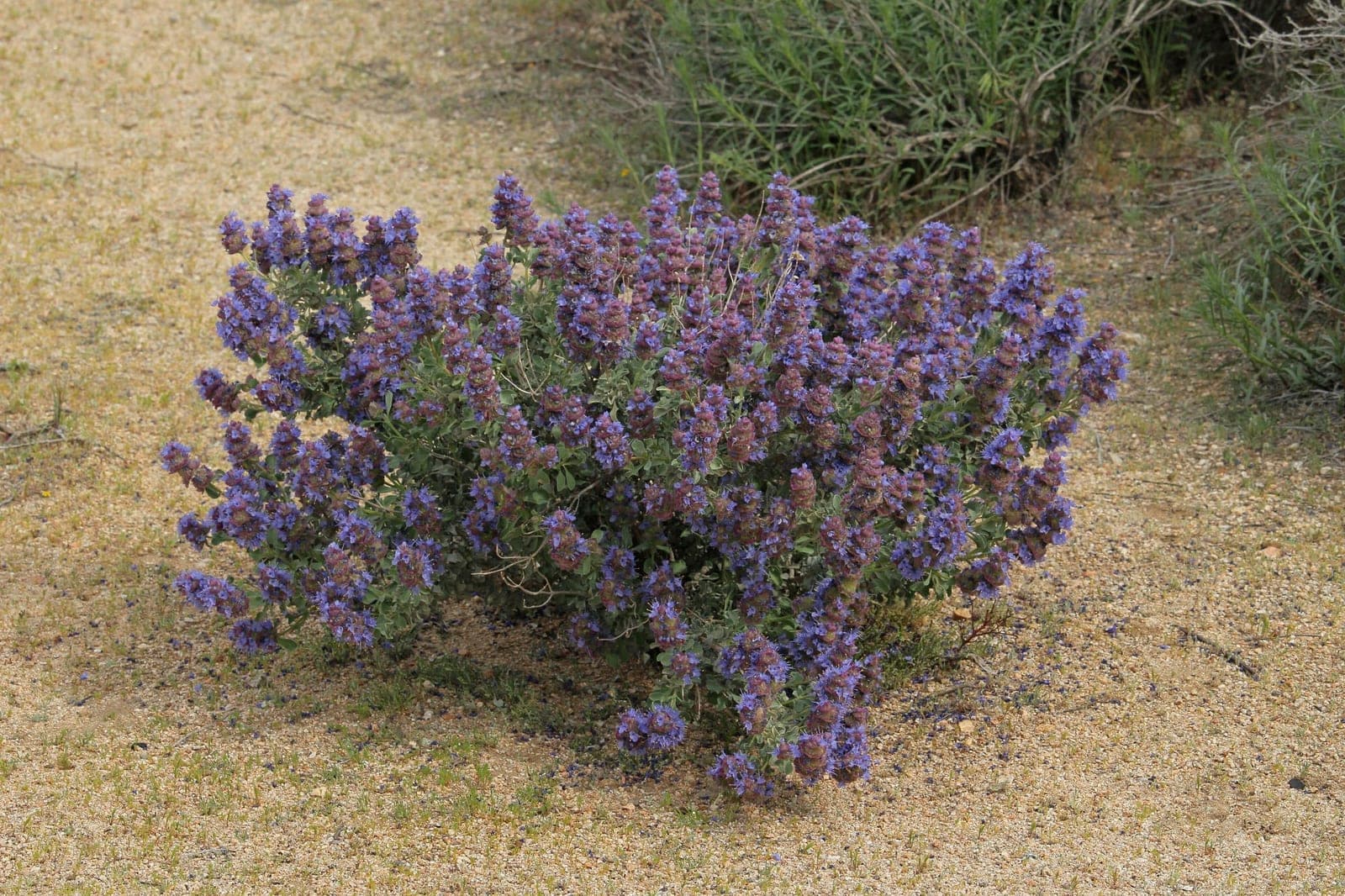 Desert Purple Sage