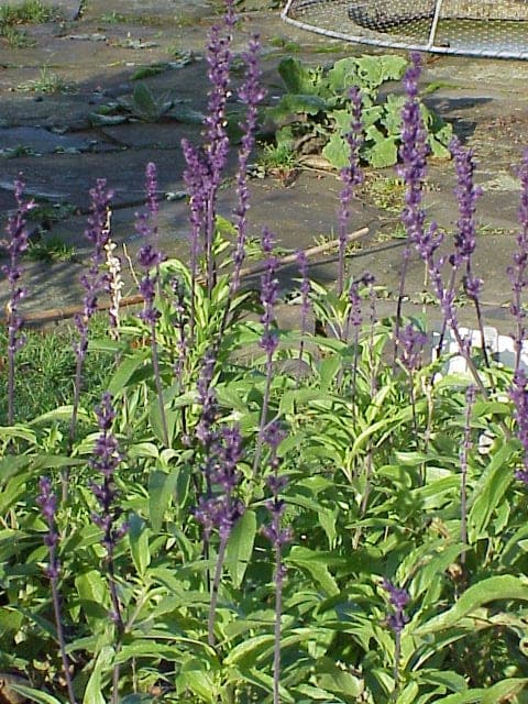 Mealy Blue Sage